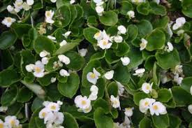Image result for begonia semperflorens