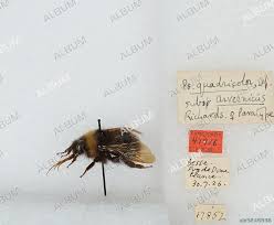 Image result for Bombus quadricolor