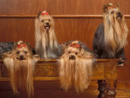 Domestic Dogs Four Yorkshire Terriers On A Table With Hair Tied Up And Very Long Hair Photographic Print Adriano Bacchella Allposters Com Yorkie Dogs Yorkie Yorkshire Terrier Yorkshire Terrier