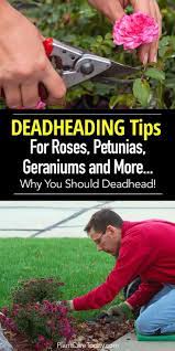 Pin On Best Of Plantcaretoday