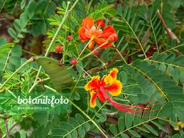 Image result for Caesalpinia rostrata