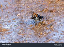 Image result for Digitaria abyssinica