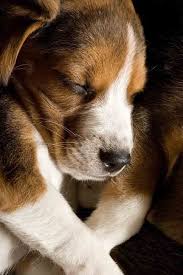 There are a few lemon beagle breeders out there who specialize in either lemons only or various. Beagle Names Unique Ideas For Your Male Or Female Dog Beagle Puppy Cute Beagles Beagle Dog
