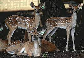 Aug 12 2015 animal coloring pages realistic printable coloring pages and. Deer Coloring Pages From Whitetail Deer Of Texas
