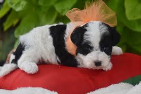 We specialize in exotic tiny puppies such as the maltese, maltipoo, and other exotic hybrid types. T E A C U P P U P P I E S I N D A L L A S T E X A S Zonealarm Results