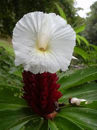 Image result for Costus