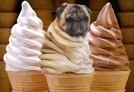 Pug Ice Cream Cute Animal Memes Husky Funny Pugs Funny
