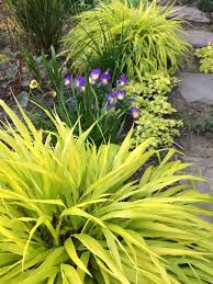 The word mixed in mixed grass prairie refers to the fact that there are both short grasses and tall grasses present. Grass Or Grass Like Xera Plants