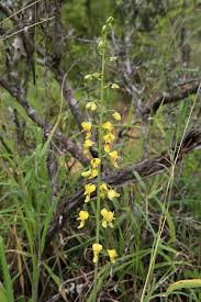 Image result for Eulophia streptopetala