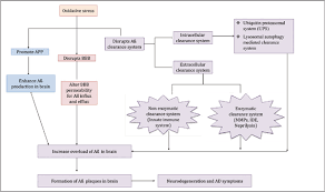 Commissioner of police, vadodara city, gujarat. Oxidative Stress Targeting Amyloid Beta Accumulation And Clearance In Alzheimer S Disease Insight Into Pathological Mechanisms And Therapeutic Strategies Bentham Science