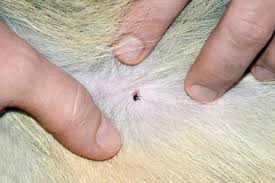 Maybe you would like to learn more about one of these? How To Recognize And Prevent Tick Bites In Dogs I Love My Chi