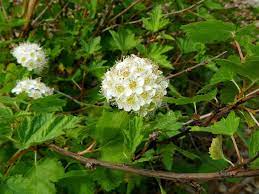 This tough bush offers foliage in a variety of colors, as well as flowers that attract pollinators. Ninebark Shrub Info Tips For Growing Ninebark Shrubs