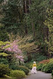 Best Places To See Cherry Blossoms In Portland Oregon Local Adventurer Travel Adventures In Las Vegas World Wide Portland Japanese Garden Places To See Japanese Garden