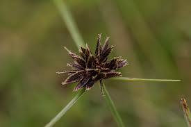 Image result for Pycreus