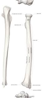 Bone basics and bone anatomy. The Posterior Aspect Of The Radius Arm Bones Anatomy Art Bones