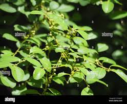 Image result for Flueggea virosa