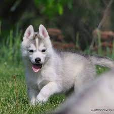 We did not find results for: Pin On Gone To The Snow Dogs