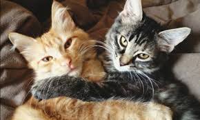 Kizginlik Donemi Nasil Atlatilir Kizisan Kedi Nasil Sakinlestirilir