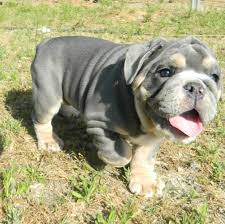 We are a reputable english bulldog breeder. Pin Di Roxana Garcia Su English Bulldogs Bulldog Bulldog Inglese Animali