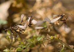 Near you 20+ termite control companies near you. 900 Bee Pest Control Ideas Bee Pest Control Bee Pest Control