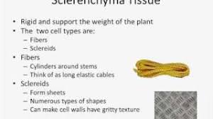 Lessons on cells and tissues for high schools, including leaves, roots, stems, plants in dry environments, phloem and xylem. 9 11 Plant Cells Biology Libretexts