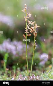 Image result for Dipcadi rigidifolium