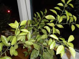These mites attack conifers such as arborvitae, cypress, juniper, pines, and spruce. Spider Mites On Citrus Orange Walter Reeves The Georgia Gardener
