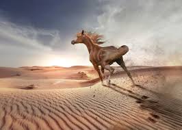 10:45 sporturi cu motor desert drifters: Pursange Arab Rasa Calului Legendar Nobilul Hergheliilor Din Lume