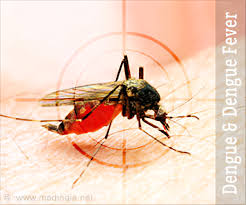 It is very effective for dengue fever. Dengue Frequently Asked Questions Faq S