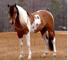 Pin On Miniature Horses Ponies