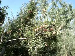 Apple Tree Garden Tangmarg Kashmir India Travel Tours Video Youtube