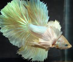 Item Fwbettashm1429772211 Dumbo Yellow Gold Hm Male Ends Thu Apr 23 2015 01 56 51 Am Cdt Betta Fish Types Betta Fish Betta