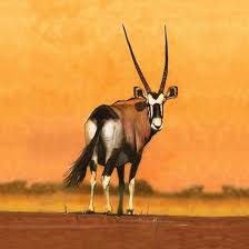 Gemsbok Oryx Bull Desert Antelope Africa African Wildlife Animals Wild African Animals
