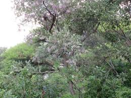 Image result for Philenoptera