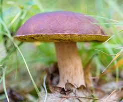 Image result for Boletus badius