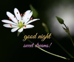 Good Night Flowers Images Pictures And Wallpapers Gud Nite Flower Good Night Flowers Good Night Beautiful Good Night Image