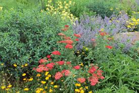 We did not find results for: Landscaping For Pollinators Jersey Friendly Yards