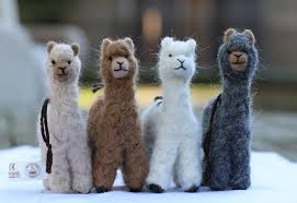 Image result for Alpaka Beige 2004 Quattro