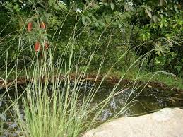 Image result for Eragrostis inamoena