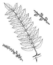 Image result for Polyscias fulva