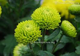 Green Button Chrysanthemum Lalbagh August 2016 Chrysanthemum Green Button Pompon Chrysanthemum Green Button Green