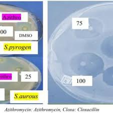 Image result for Polygala sadebeckiana