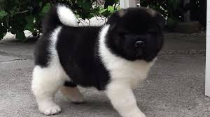 25 Dogs That Look Like Bears Aka Teddy Bear Dogs Barking Royalty In 2020 Bear Dog Teddy Bear Dog Big Dog Breeds