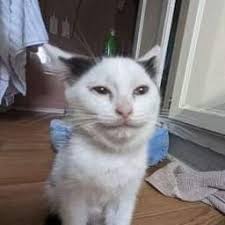 Ross Aranda (ross_delara)