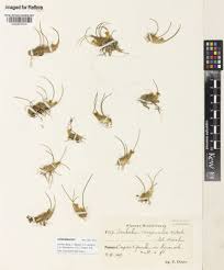 Image result for Isachne kiyalaensis