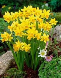 Narcissus Narcissus Specialty Tete A Tete From Netherland Bulb Daffodil Flower Bulb Flowers Daffodils