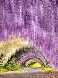 garden picture audreylovesparis miss dior wisteria garden kitakyushu japan travel