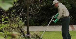 By the time i buy supplies and spend time spraying the yard, the cost of a trugreen service is negligible. Social Media Content Strategy Trugreen Home Services Case Study