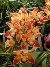 Australia Beautiful Orchids Cymbidium Orchids Orchid Plants
