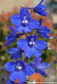 Delphinium Belladonna Flower Benefits Best Flower Wallpaper
